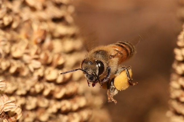 La abeja melífera puede salvarse aumentando sus bacterias intestinales