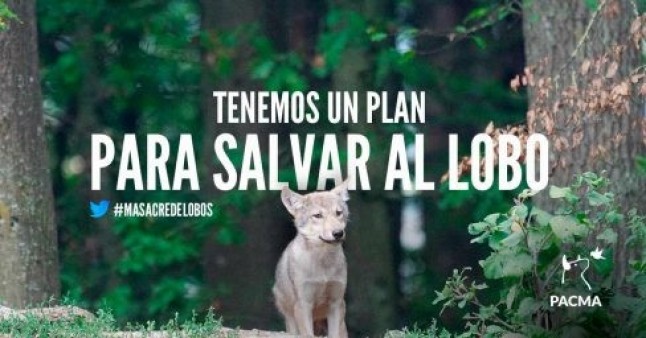 Conoce el plan de PACMA para salvar al lobo ibérico