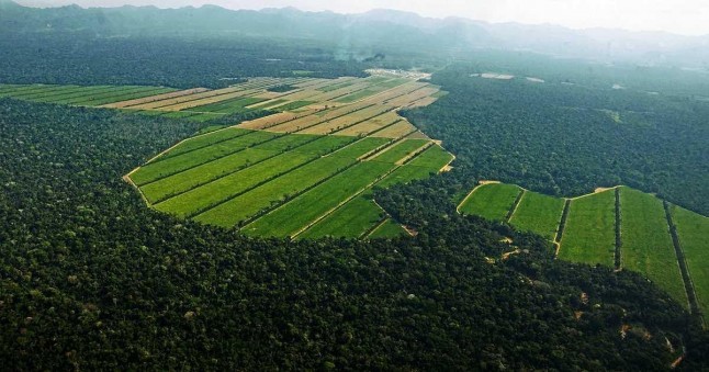El Amazonas boliviano la deforestación al alza
