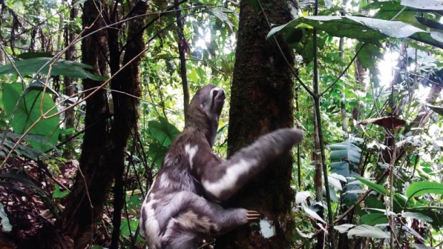 Oso perezoso fue liberado en Bosque Protector de Napo