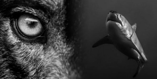 Exposición: Lobos y tiburones. Presas de nuestro miedo