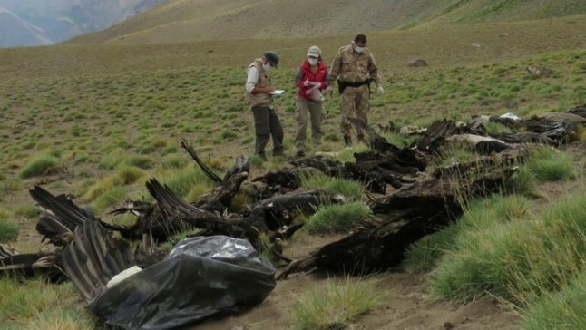 Argentina: Mendoza quiere agravar sanciones por la matanza de especies amenazadas
