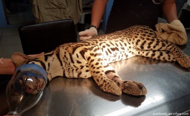 Rescatan manigordo atropellado en Costanera Sur en Osa