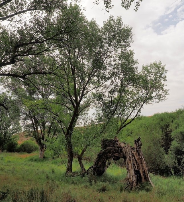 Aragón da luz verde a la declaración de dos nuevas arboledas singulares