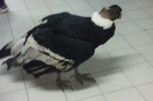 Argentina: Rescataron a un cóndor andino en Trelew