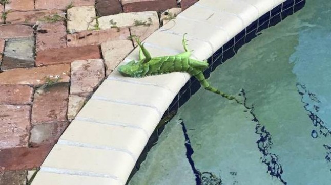 Estados Unidos: Hace tanto frío en Florida que algunos animales quedan paralizados