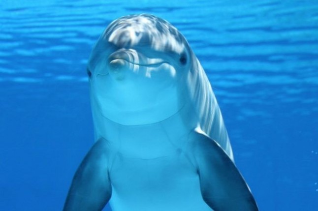 Ecuador: Descubren una nueva especie de delfín