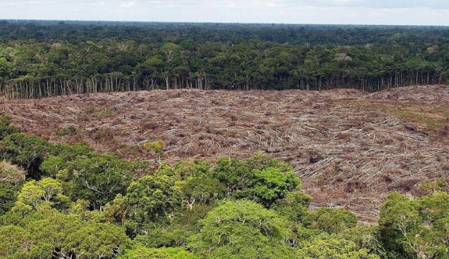 Colombia: Una caminata de 370 kilómetros contra la deforestación en la Amazonia