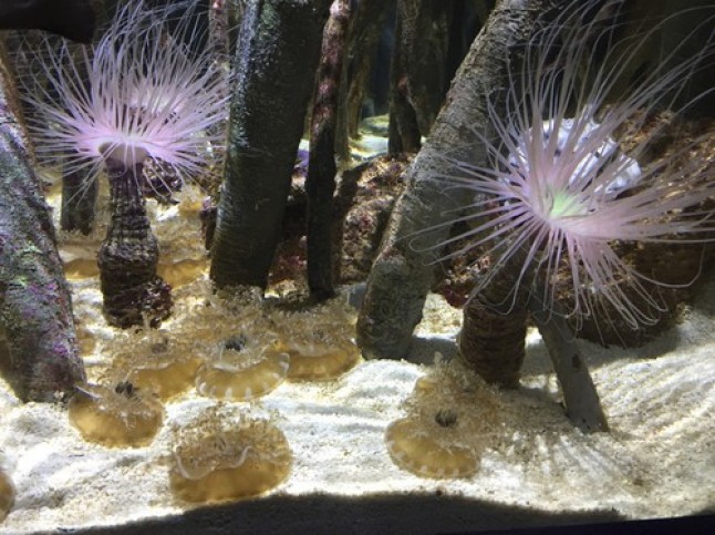 Un análisis comparativo de la mayor colección de medusas de Europa