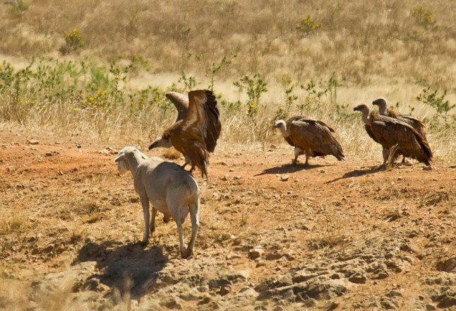Andalucía pide cumplir ley de bienestar animal y buenas prácticas ganaderas tras denunciarse casos de muerte por necrófagas