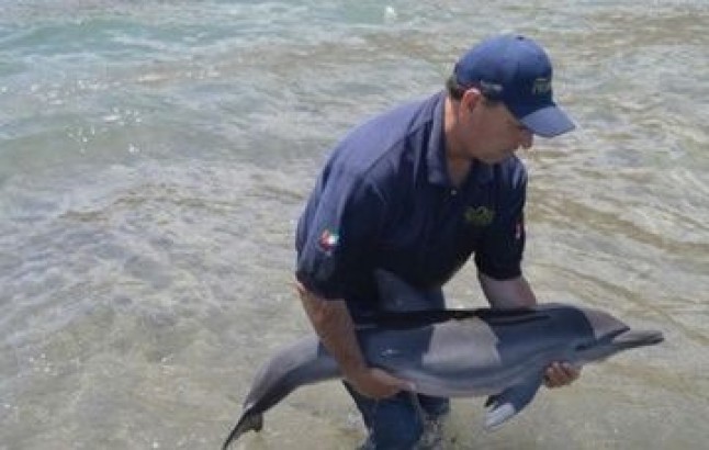 Preparados para auxiliar mamíferos varados en zonas costeras