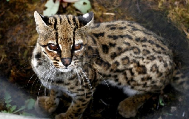 Colombia: Animales regresan a los bosques de Medellín