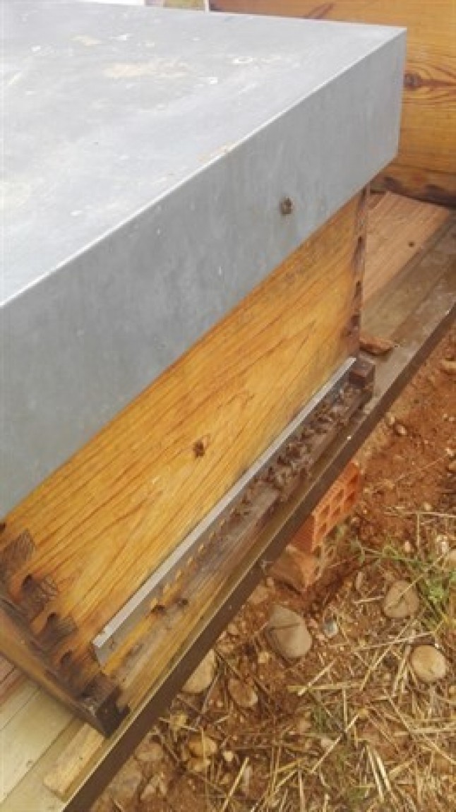 Europa apoyará a los apicultores prohibiendo los pesticidas letales para las abejas