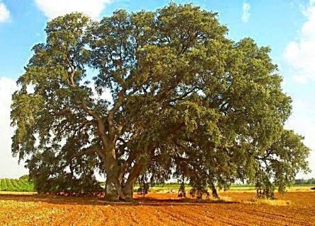 La nieve destroza una rama de varios metros de la encina milenaria de Mota del Cuervo