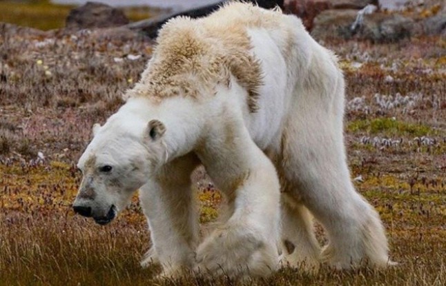 La desgarradora imagen de un oso polar a punto de morir conmueve al mundo