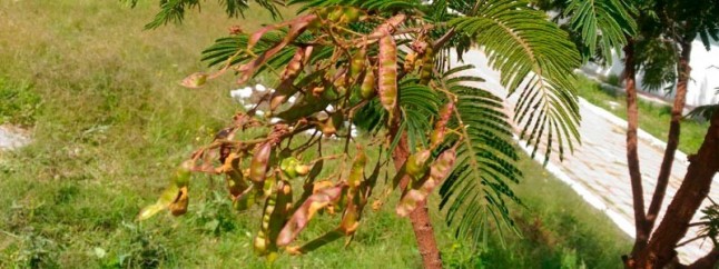 Al rescate del árbol timbe