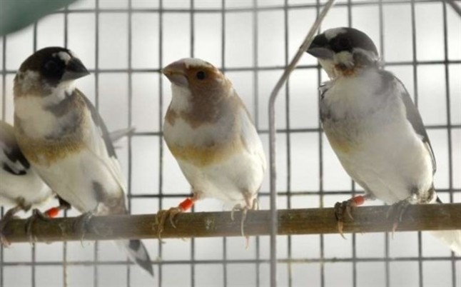 La interacción social anula la genética en el canto de las aves