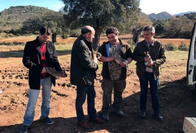 Liberan 50 conejos en Algodonales para recuperar las poblaciones de la especie