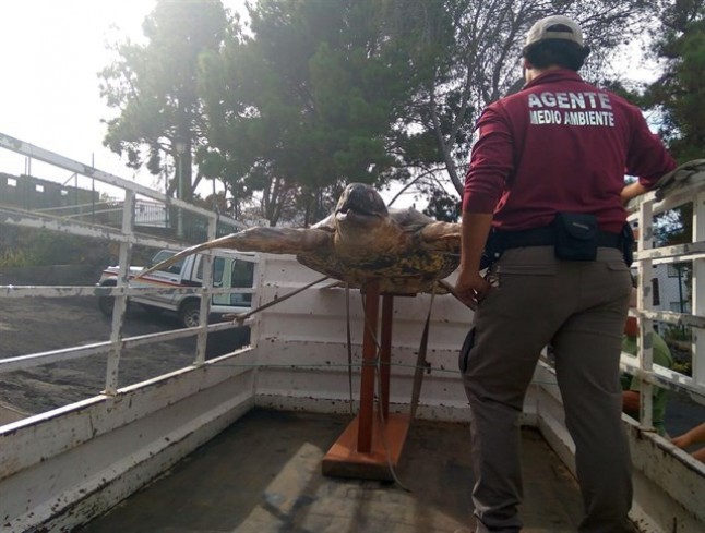 Incautan una tortuga disecada que estaba expuesta en un edificio público en La Palma