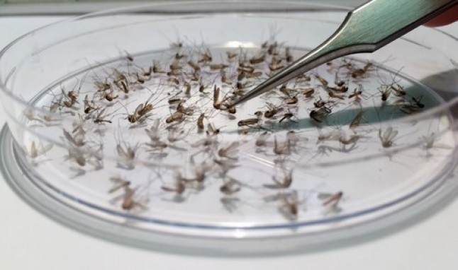 El parásito de la malaria incrementa las picaduras de los mosquitos en los hospedadores