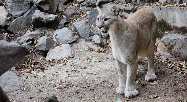 Argentina: Parques Nacionales difundió recomendaciones tras el avistamiento de dos pumas