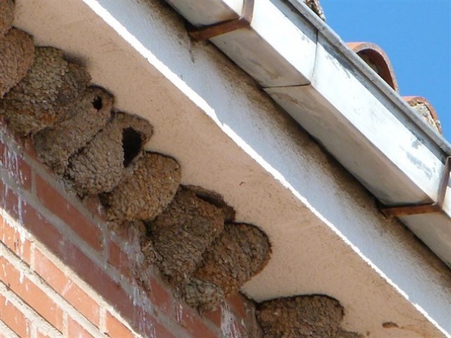 Denuncian la destrucción "intencionada" de 115 nidos de ave en Toro