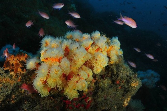 Protegiendo los corales en peligro del Mediterráneo