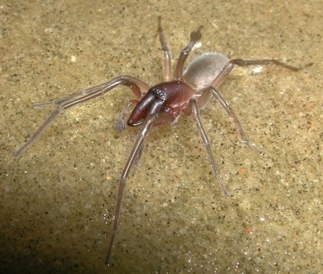 Un tema de Bob Marley inspira el nombre de una nueva especie de araña