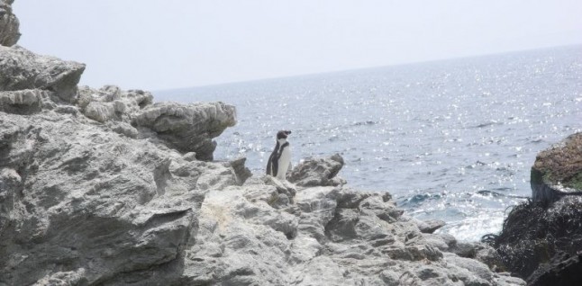 Envían a Ministerio del Medio Ambiente antecedentes con propuesta de crear Área Marina Costera Protegida de Múltiples Usos en La Higuera