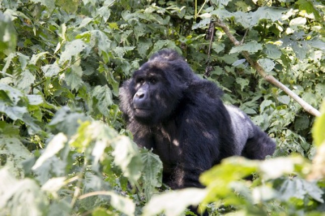 Cómo caminan los gorilas de montaña