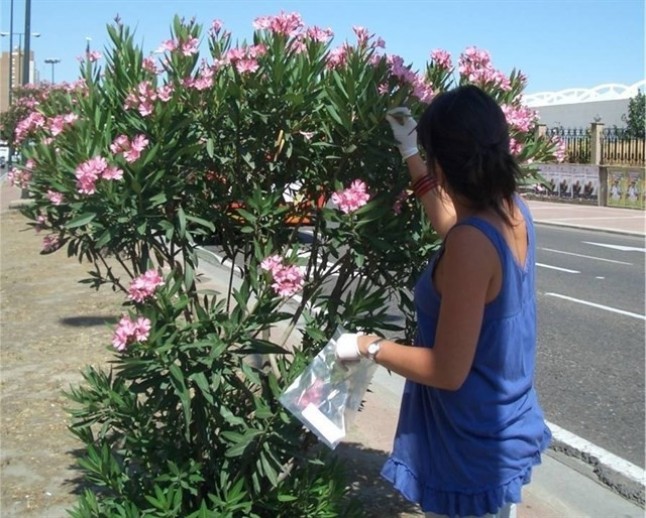 Las plantas de adelfa ayudan a evaluar la calidad del aire en Zaragoza