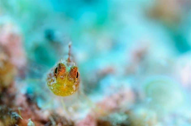 El Certamen de Fotografía de Natura Memorial Climent Picornell llega a su XI edición XI Memorial Climent Picornell