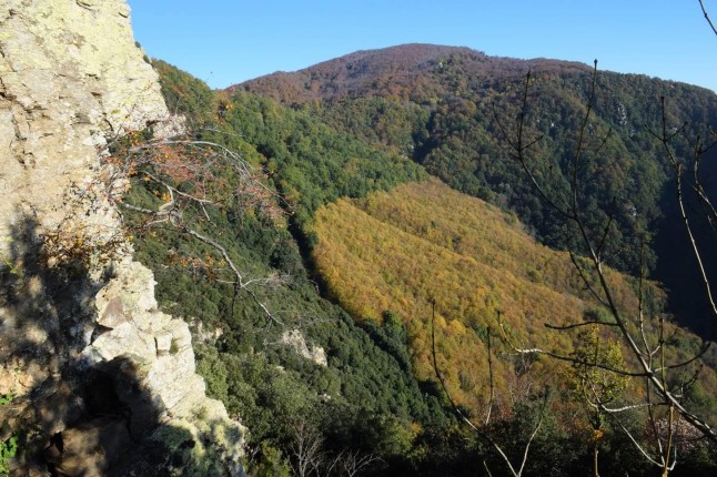 Los bosques de España