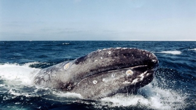 México: Llegan las primeras ballenas a la costa del Pacífico
