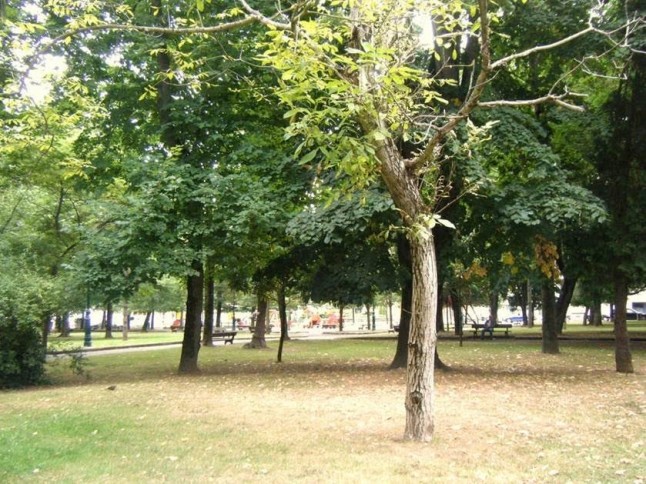 Cantabria. Quieren talar de 14 árboles en el parque Manuel Barquín