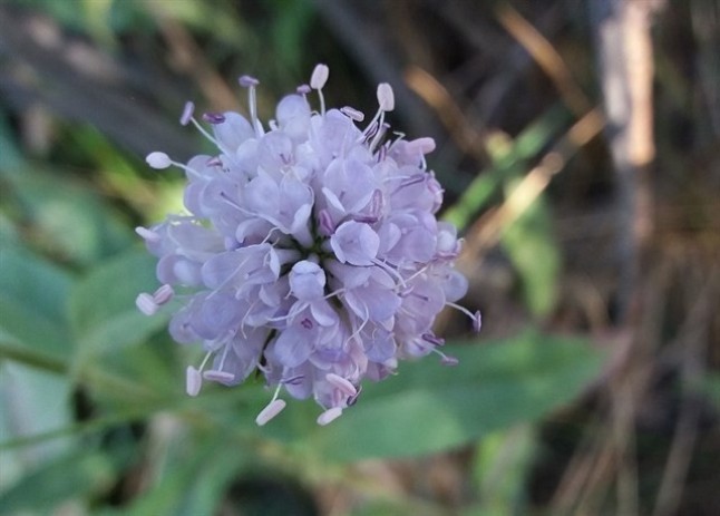 Conoce la nueva especie floral hallada el espacio natural de Sierra Nevada