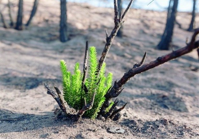 Susana Díaz felicita 2018 con la imagen de un brote verde en la zona del incendio de Doñana
