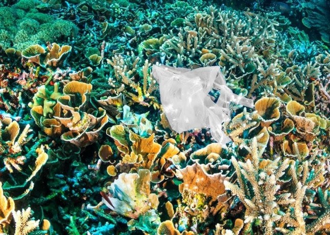 La basura plástica es LETAL para los arrecifes de coral