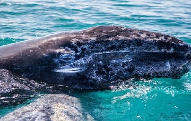 Las aguas mexicanas reciben a la ballena gris