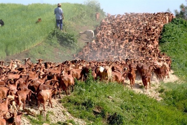 Ser pastor por un día