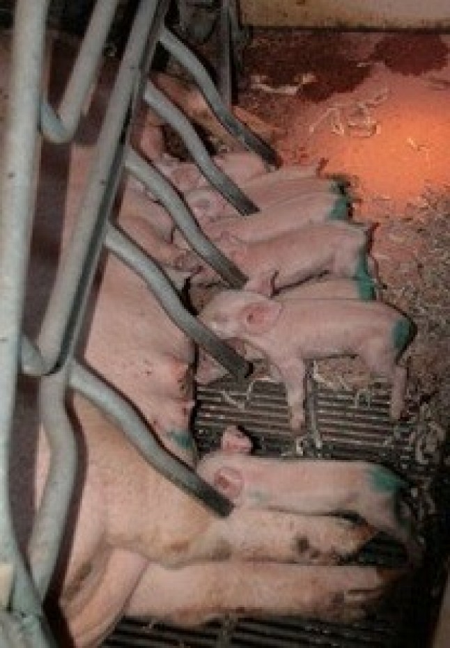 Descontrol absoluto del sector porcino en Castilla y León