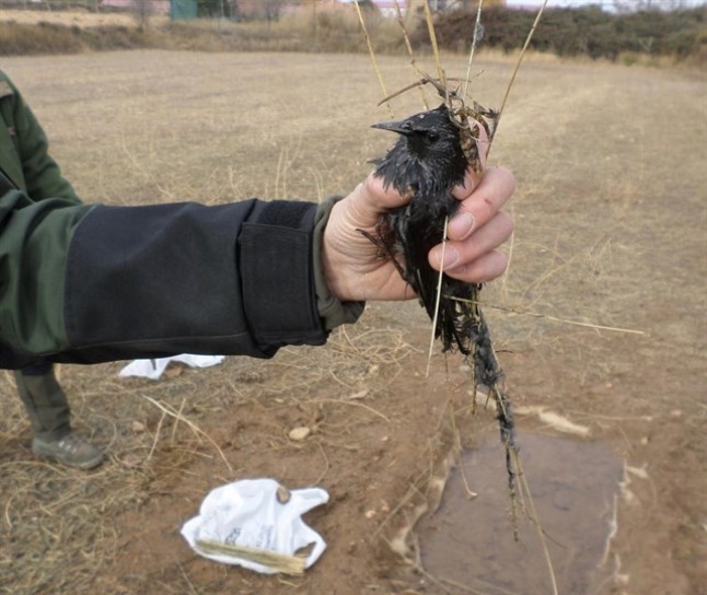 Agentes de Protección de la Naturaleza detectan a un individuo capturando aves con métodos no permitidos