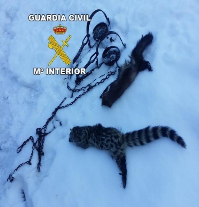 Un sujeto mata a una gineta y una garduña en Santiago-Pontones (Jaén)