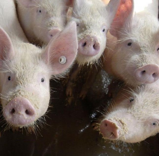 Cerecinos (Zamora) se moviliza contra el proyecto de una macrogranja de porcino