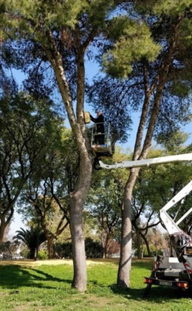 Sevilla. Control de roedores con rapaces nocturnas