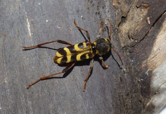 Métodos biológicos para combatir el ‘tornillo de la vid’