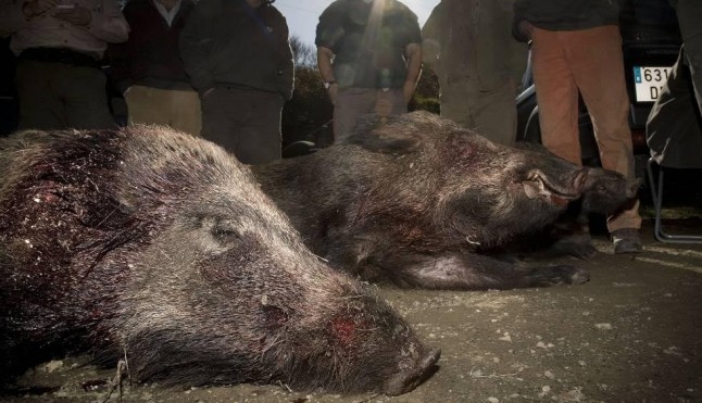 La Fundación Artemisán en el LODAZAL de la caza