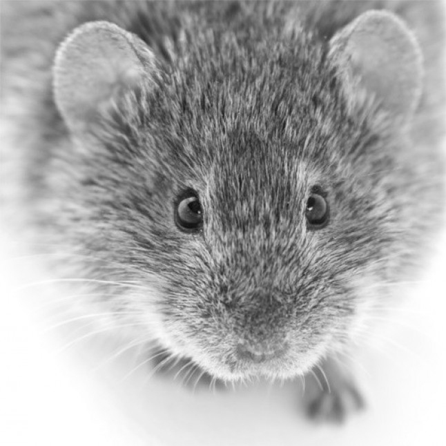 Una investigación sobre el topillo castellano