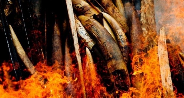 Hong Kong dice NO al mercado de marfil