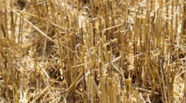 Baterías de litio fabricadas con paja de trigo